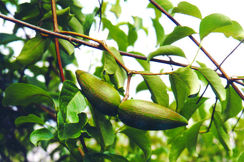 Decalepis hamiltonii